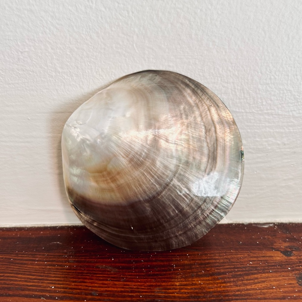 Blacklip Shell Pearl Oyster Boho Jewelry Display Tiki Hawaii Decor